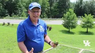 Turf Grass Test Plots