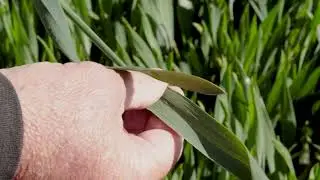 Kerrin Feed Wheat - Growth Stage 39