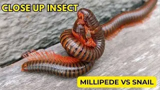 Giant Millipedes Close Up in Forest | Incredible Insects Action