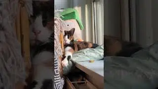 Dreams dreams dreams dreeeeems Mops on dream adventure