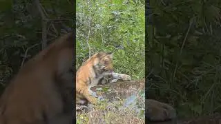 Caught on Camera: Tiger&rsquo;s Hilarious Slip on a Small Rock! Nature&rsquo;s Funniest Moments 🌿🐾 #wildlife