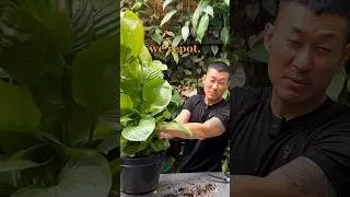 Trailer Extreme Plant Care Focusing on Repotting, Soil and Root Health | Plant Care Porn Vol. 2