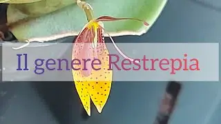Focus Restrepia coltivazione orchidee miniatura