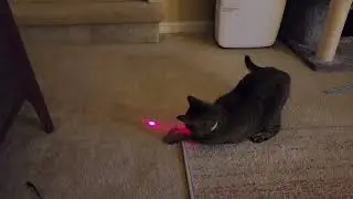 Smart collar with laser for cat