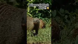 Striped Mongoose in Kenya! #africa #viral #shorts #kenya #conservation #wildlife #trending #animal