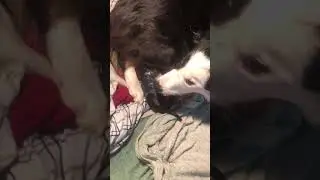 Border Collie Giving Birth to puppies