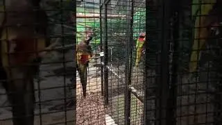 Get To Know Animals Mini Zoo, Epping, Essex (see description for review)