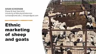 Ethnic marketing of sheep and goats
