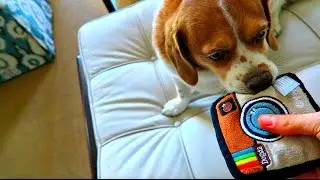 INSTA-DOG