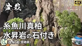 【盆栽】糸魚川真柏　水昇岩の石付き