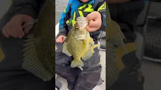 Crappy fishing is awesome #fishing #awesome #croppie #outdoors ￼