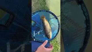 #carpfishing #feederfishing #feeder #prestoninnovations #preston #italy