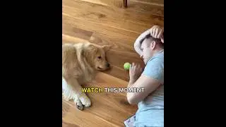 The Laziest Game of Fetch Ever