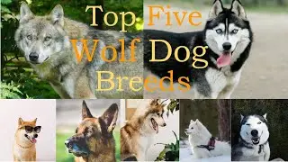 Amazing Wolf Dog breeds || Top 5 Wolf Dogs || Best Wolf Dog Breeds