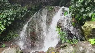 Natural Waterfall Sounds | 1 Hour of Calm Forest ASMR