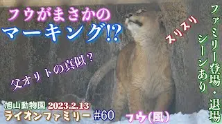 【えー嘘でしょ？雌のフウがオリトの真似をしてマーキング！？今日も活発なチビ達とチビ達をなぎ倒すイオ。】オリトファミリー劇場#60【2023/2/13旭山動物園のライオン一家】