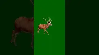 Red Deer Green Screen #reddeer #deer #greenscreen