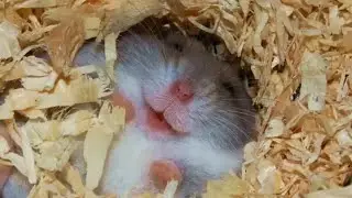ŚMIESZNE ZWIERZĘTA - CHOMIKI