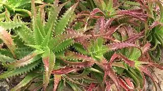 Aloe dorotheae A. Berger