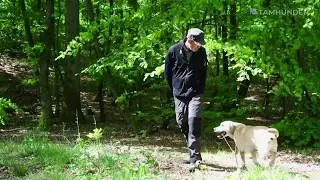 L&aelig;r din hunds signaler at kende - Hundesprog