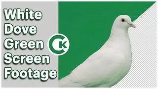 White Dove on Green Screen | Free Chroma Key Footage Pack