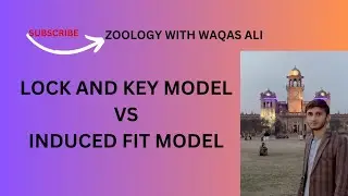 Lock and key model | Induced fit model