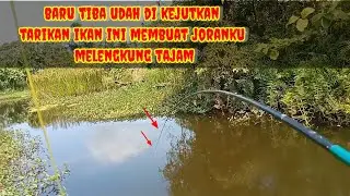 Mancing di bekas kolam jebol masi ada kejutan joran sampai melengkung tajam