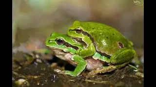Información de la Hyla Eximia
