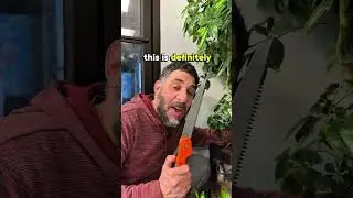 Как мы будем размножать это гигантское зонтичное дерево?! 🌳✂️