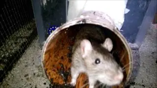 My rats digging and plant enrichment (didn't last long...).