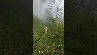 Randy&rsquo;s Village Life Live Highlights 🌿🐶