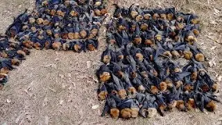 Australia heatwave kills hundreds of flying foxes, hurting wildlife