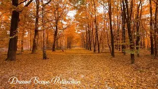 Relieve from Stress, Deep Focus, Relaxing Music : DreamScape Relaxation