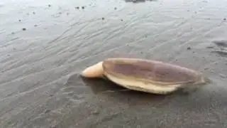 Cara kerang masuk kedalam pasir -Nov