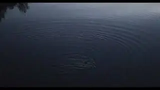 Saukko tuhisee ja r&ouml;hkii y&ouml;ll&auml;