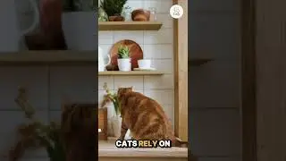 Why Cats Knead You (It&rsquo;s About Comfort)