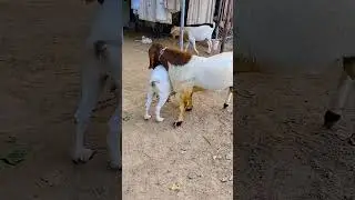 Adventures with Goats Raising, Caring, and Laughing Daily