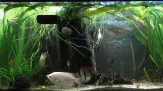 RTL6  2 Oct. Aquarium Ft. Licence to Chill