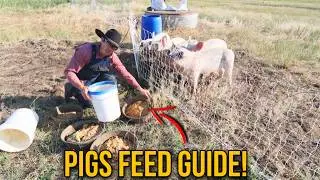 Feeding Meat Pigs: How Many Pounds of Feed Per Day? | Aleman Family Homestead