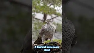 Have you ever seen a Goshawk this close before? #wildlife #goshawk #photographytours