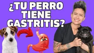 😮¿QUE TU PRRRO TIENE GASTRITIS?🐶