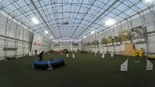bearded collie Leo&acute;s training