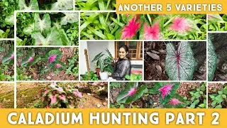 Caladium Hunting Part 2 | Zero Cost Plant Hunting  | 5 Caladium Varieties |Malayalam|Caladium Care|