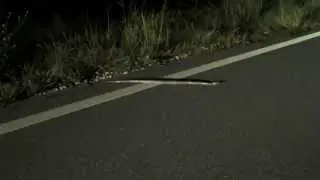 08-02-14 Burmese Python Hatchling removed from the Everglades