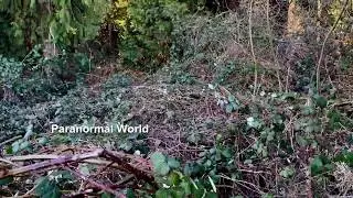 Unknown Monster in the Forest Caught on Camera