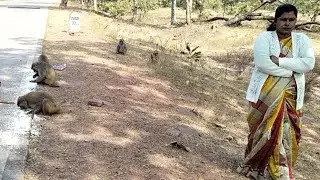Hanuman panchatantra.  Infobells monkey videos 🙏🐒