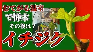 おてがる温室でイチジク挿木　その後は？　