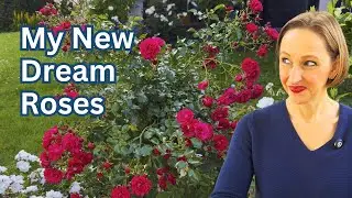 Why I bought These 3 New Roses (And You Should Too) 🌹