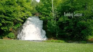 Budding Season (Visualizer)