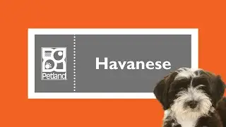 Havanese Fun Facts